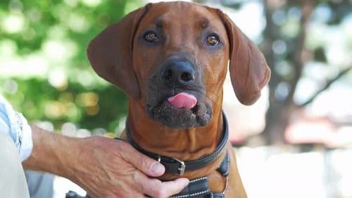 Brown Dog Being Pet Outdoors in Sunlight