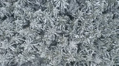Birds Eye View of Snow Covered Forest Trees