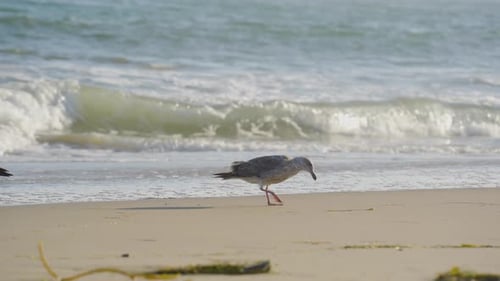 Seagull Walking Along Ocean Shoreline