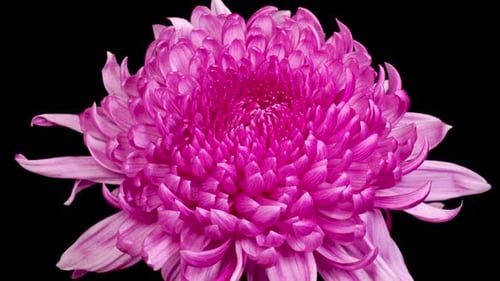 Vibrant Pink Chrysanthemum Flower Blooming in Close Up