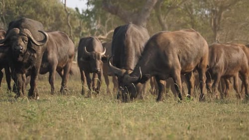 Buffalo herd grazes on the dry grass of an African wildlife reserve.