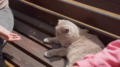 Serene Grey Cat Settles On Park Bench Tranquil Grey Feline Relaxing Under Sunny Park Shade Placid