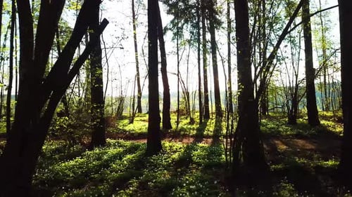 Spring, Arboretum Rubovsky, Quarry And Western Dvina 38