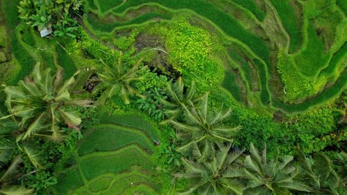 Green Agricultural Fields Rice Terraces