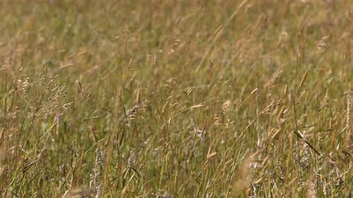 Gentle slow motion of wild yellow grass blowing in the windy summer valley of Idaho
