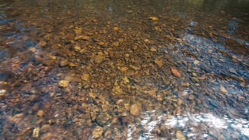 Shallow River with Pebble on the Bottom