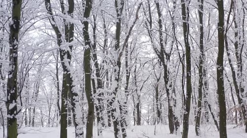 Bewölkte Skyline, gesehen durch die mit Schnee bedeckten Äste der Baumkronen