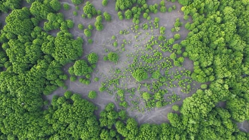 Aerial tranquil beauty of Malaysia's mangrove swamps