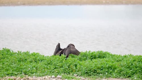 Großer Kormoran (Phalacrocorax carbo), der auf ihrem Nest sitzt und ihre Flügel beugt, mit einem weißen Gesicht