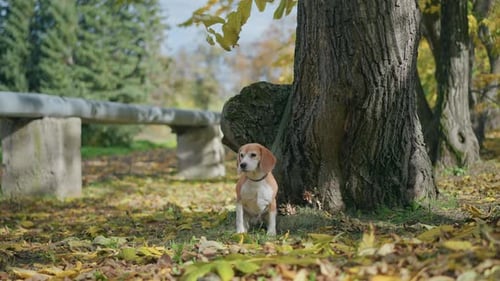 Beagle Dog Barking Near Tree in Autumn Park Filled with Yellow Fallen Leaves