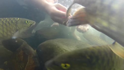 Many fish at the river in podos village, Sabah. You can feed the fish.