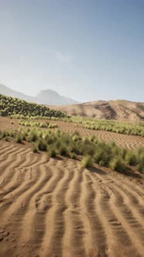 Dirt Field With Trees and Mountains