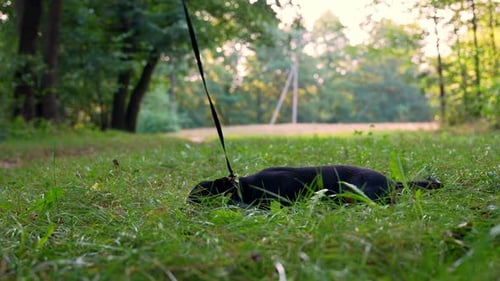 Small Black Dog Relaxing in the Green Grass
