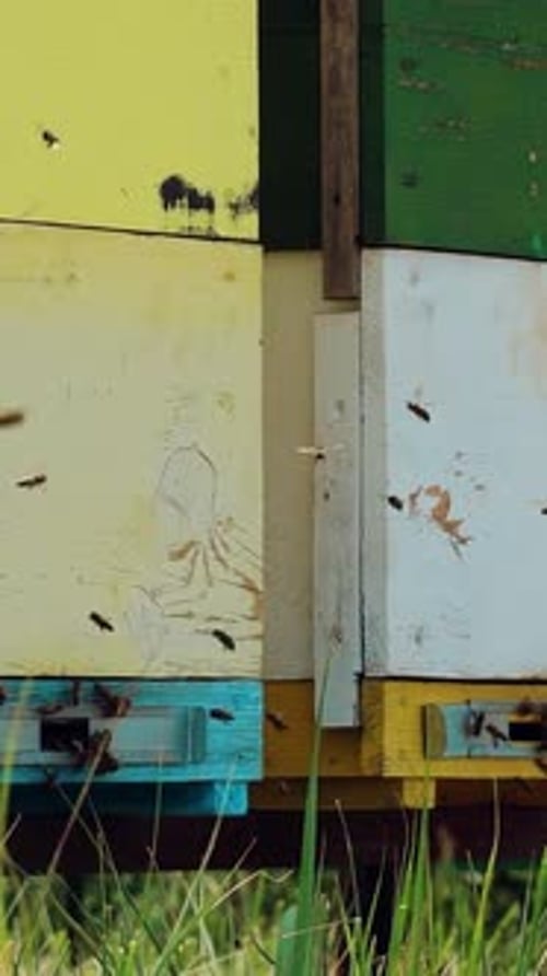 Honey Bees Flying around Colorful Bee Hives