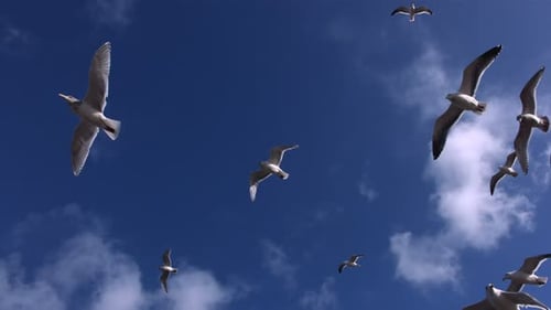 Seagulls soars gracefully against a clear blue sky