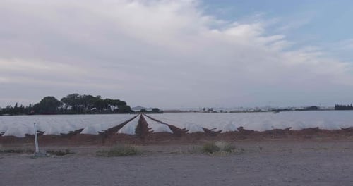 Rural Crop Field with Protective Coverings