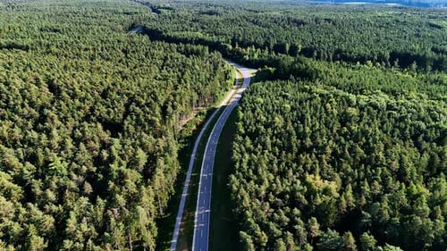 Road winding through a dense forest in summer during daylight.