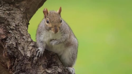 Grey Squirrel Close Up Perched On Tree Trunk Looking Around Slow Motion Daytime Borehamwood Hertford