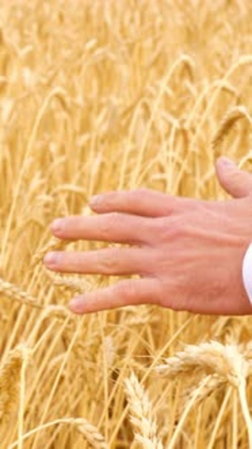Hand of a Man Gently Touching Golden Wheat Field Symbolizing Connection to Nature and Agriculture