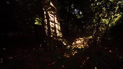 Sunlight Casting Intricate Shadows on Trees in a Tranquil Forest Setting