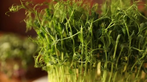 Fresh Microgreens Growing Close-Up in Indoor Environment