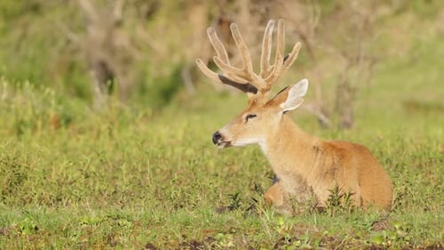 Marsh Deer (Blastocerus Dichotomus) sits alone resting in marsh
