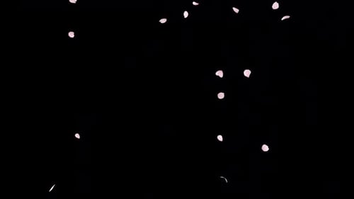 Romantic Pink Cherry Blossom Petals Falling Overlay