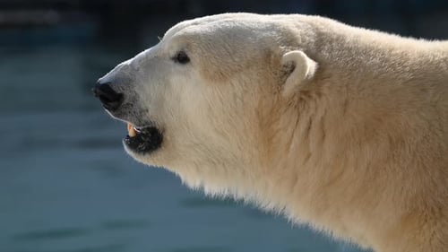Majestic Polar Bear Roams Near Water in Morning Light at National Park