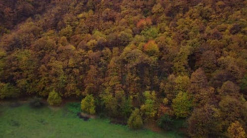 Autumn forest trees yellow and red foliage, woodland aerial view in fall season, natural colorful