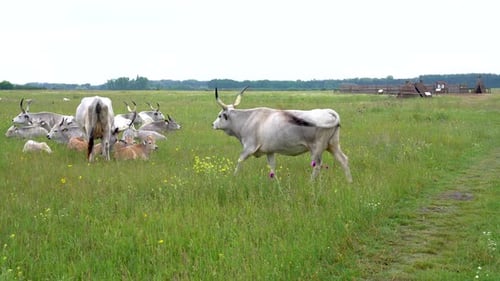 Herd of Hungarian Grey Cows in Large Field