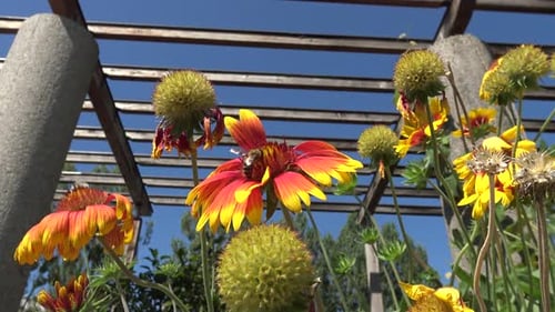 Honey bee landing on a big red, orange and yellow flower, drinking some nectar, and flying away. Med