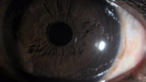 menschliches braunes Auge extreme Nahaufnahme