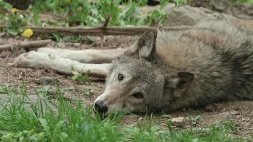 Grey Wolf Lying On The Ground In The Zoo. - closeup shot