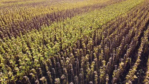 Sonnenblumenfeld, Agronomie, Drohnenansicht, Drohnenflug über ein Sonnenblumenfeld