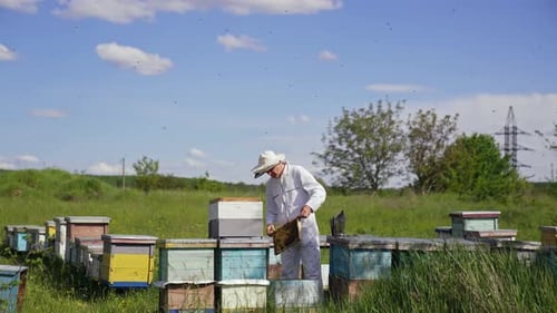 Apiary in summer on field. Beekeeper in protective suit examining bees in a summer day.