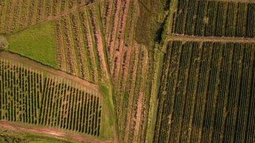 Des images de Drone minimalistes survolent le vignoble pendant l'heure dorée. Vue aérienne du champ à vol d'oiseau pour