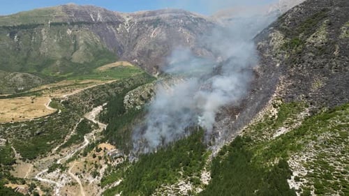 Feuer brennt Wald nieder