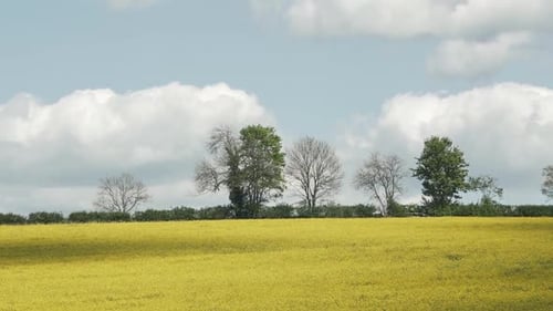 A far away handheld shot of a yellow field. This has clouds moving over top to cast shadow