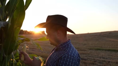 Farmer Inspecting Corn Crop at Sunset