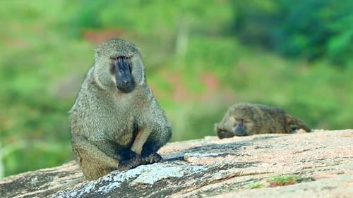 Baboon family sitting on a rock in Uganda Savannah