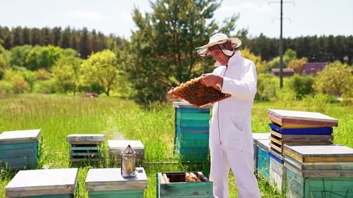 Agricultural apiary honeycombs. Beekeeping specialist working with beehives.