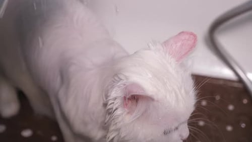 White Cat Getting a Bath