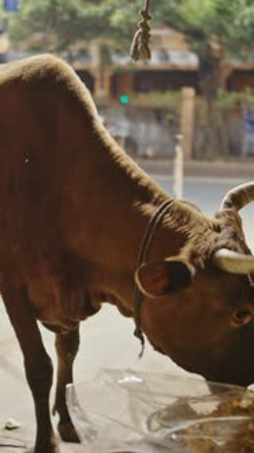 Jaipur, Rajasthan, Inde, viande de vache