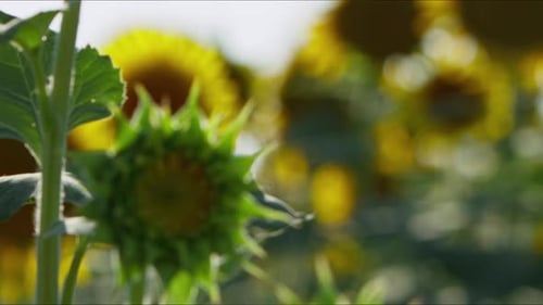 Agriculture Yellow Sunflower Plant In Farm Field In Sunlight 63