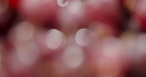 Abstract Pink And Red Bokeh Background With Blurred Light Circles