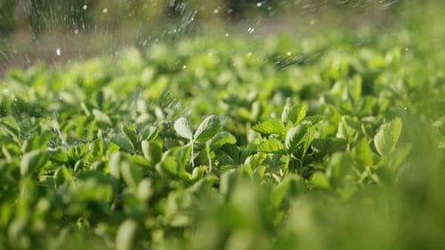 Watering Strawberry Plants Growing In Home Garden Fresh Leaves Plantation