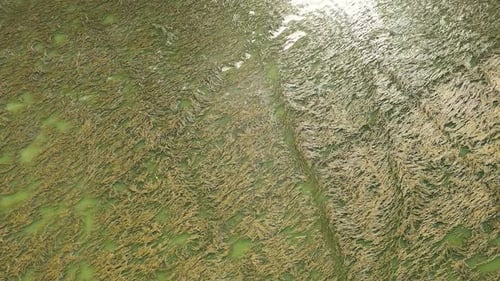 Seaweed on the Sea Surface