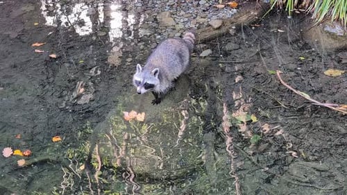 Raccoon standing on the rock in the water