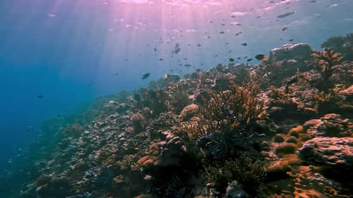 Meeresfische im Korallenriff: Natur, Schwimmen im blauen Meerwasser des tropischen Ozeans