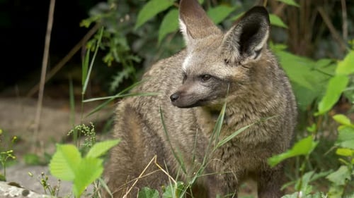 Close-up portrait of an alert Bat-eared fox with large ears listening for danger.